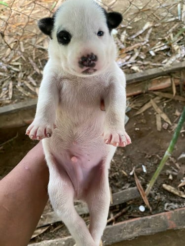 កូនកាត់ husky