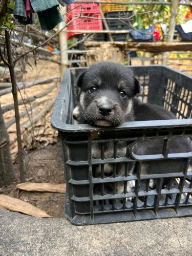 ,កូនកាត់ husky