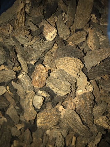Morels
