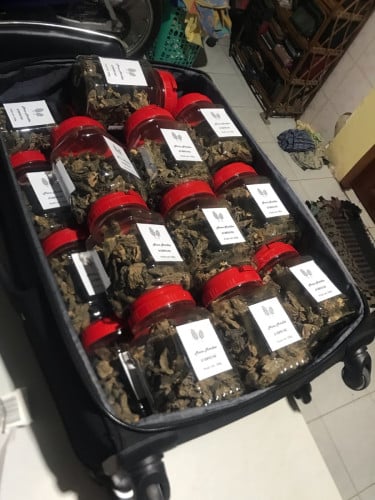 Morels