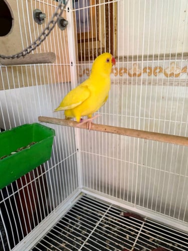 Ringneck