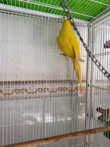 Ringneck