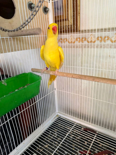 Ringneck