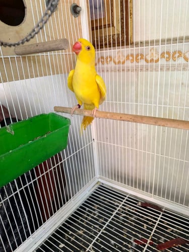Ringneck