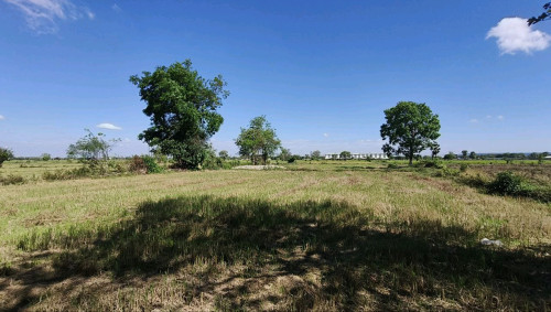 ដីសៀមរាបកន្ទួតលក់បន្ទាន់ Land for Sale Urgent