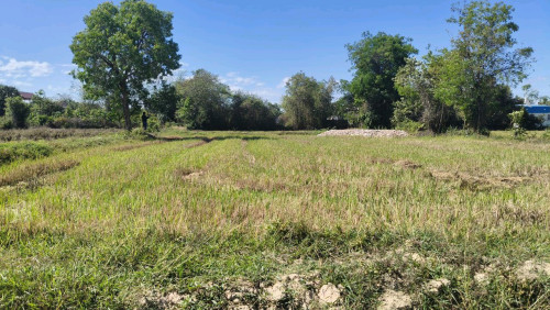 ដីសៀមរាបកន្ទួតលក់បន្ទាន់ Land for Sale Urgent