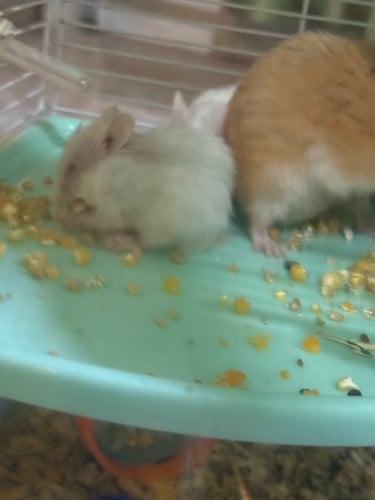 Hamster Hamsters family for sale with cage