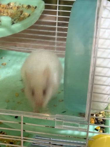 Hamster Hamsters family for sale with cage