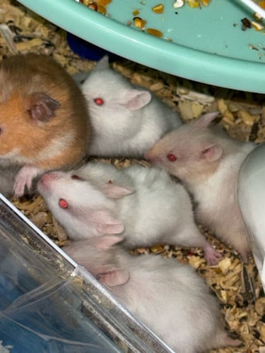 Hamster Hamsters family for sale with cage