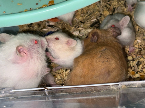 Hamsters family for sale