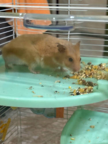 Hamsters family for sale