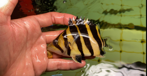 Sumatra Tiger fish ត្រីខ្លះឥណ្ឌូនេស៊ីពណ៌លឿងល្អឆ្នូតស្អាតៗតម្លៃធូរថ្លៃ ពណ៌24h
