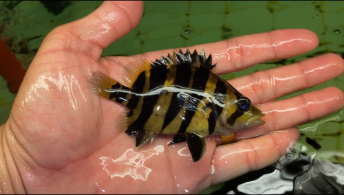 Sumatra Tiger fish ត្រីខ្លះឥណ្ឌូនេស៊ីពណ៌លឿងល្អឆ្នូតស្អាតៗតម្លៃធូរថ្លៃ ពណ៌24h