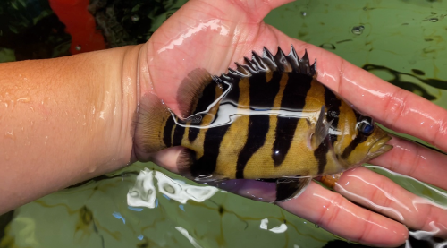 Sumatra Tiger fish ត្រីខ្លះឥណ្ឌូនេស៊ីពណ៌លឿងល្អឆ្នូតស្អាតៗតម្លៃធូរថ្លៃ ពណ៌24h