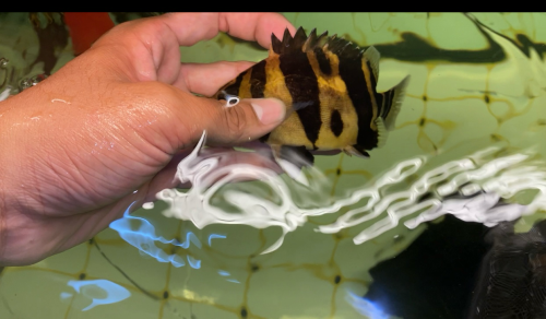 Sumatra Tiger fish ត្រីខ្លះឥណ្ឌូនេស៊ីពណ៌លឿងល្អឆ្នូតស្អាតៗតម្លៃធូរថ្លៃ ពណ៌24h