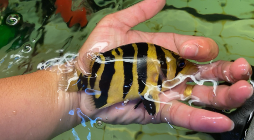 Sumatra Tiger fish ត្រីខ្លះឥណ្ឌូនេស៊ីពណ៌លឿងល្អឆ្នូតស្អាតៗតម្លៃធូរថ្លៃ ពណ៌24h