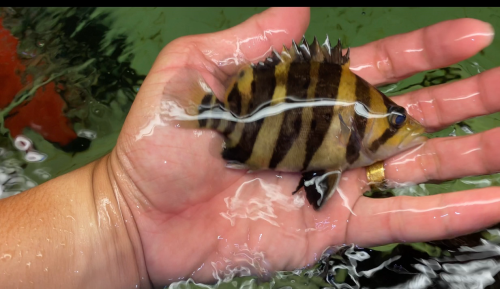 Sumatra Tiger fish ត្រីខ្លះឥណ្ឌូនេស៊ីពណ៌លឿងល្អឆ្នូតស្អាតៗតម្លៃធូរថ្លៃ ពណ៌24h