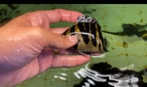 Sumatra Tiger fish ត្រីខ្លះឥណ្ឌូនេស៊ីពណ៌លឿងល្អឆ្នូតស្អាតៗតម្លៃធូរថ្លៃ ពណ៌24h