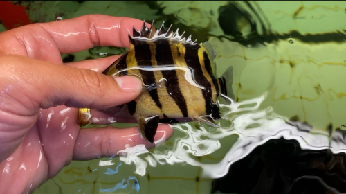 Sumatra Tiger fish ត្រីខ្លះឥណ្ឌូនេស៊ីពណ៌លឿងល្អឆ្នូតស្អាតៗតម្លៃធូរថ្លៃ ពណ៌24h