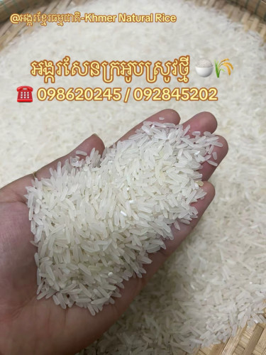 អង្ករសែនក្រអូប ស្រូវថ្មី បាត់ដំបង