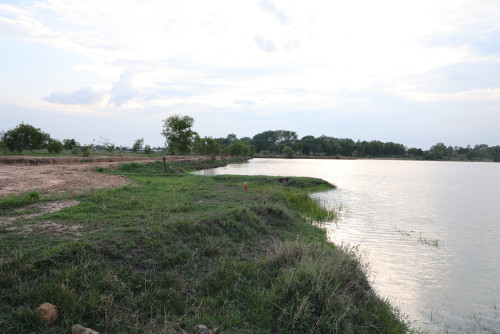 ត្រូវការលក់ដីចំការមួយកន្លែង/我需要出售我的农田/I need to sell my farm lands-ប្លង់រឹង/硬产权/hard title
