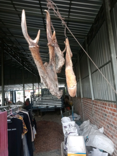 ក្រពះកៅប្រម៉ា មាន២ ស្នែងឈ្លូស១