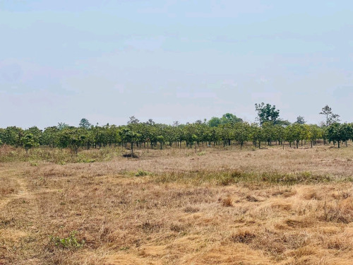 ដីចំការស្វាយ