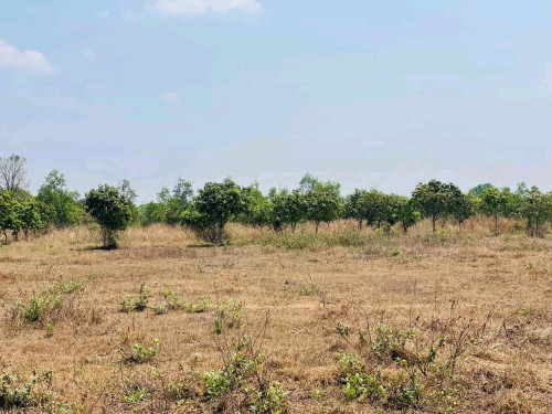 ដីចំការស្វាយ