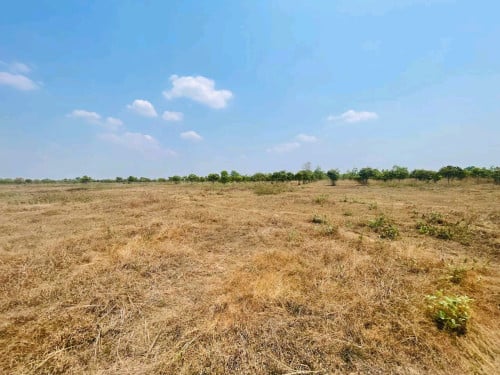 ដីចំការស្វាយ