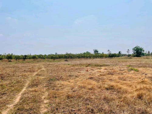ដីចំការស្វាយ