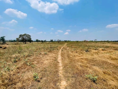 ដីចំការស្វាយ