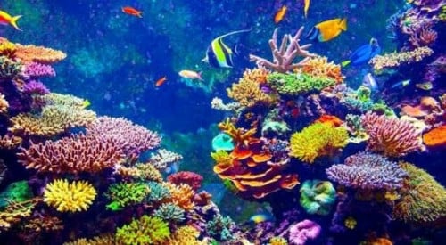 អំពូលសម្រាប់ចិញឹមផ្កាថ្ម