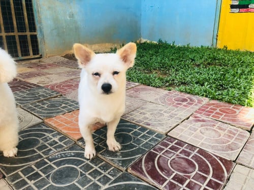 Pom mix តូចស្អាត ឆ្លាត