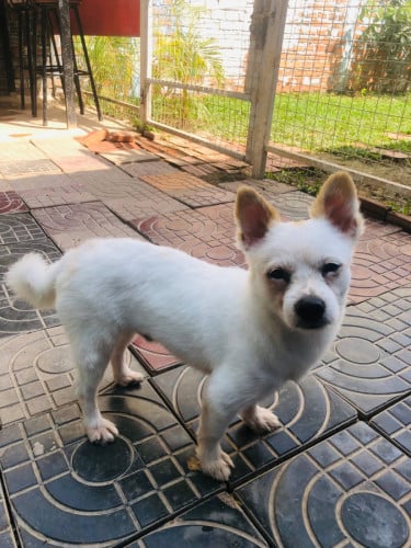 Pom mix តូចស្អាត ឆ្លាត