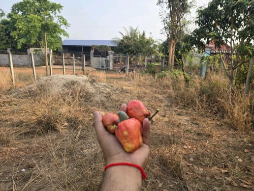 ដីលក់ ប្លង់រឹង មានរបង ដីចាក់ខ្ពស់រួចស្រាច់