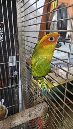 សាន់ខុន័រ