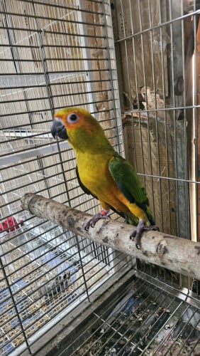 សាន់ខុន័រ