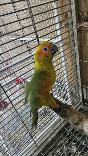 សាន់ខុន័រ