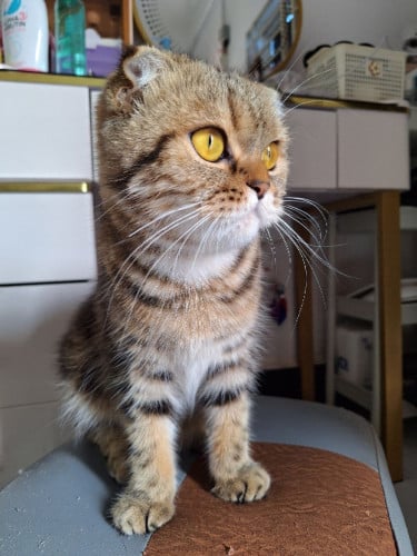 Kittie girl looki for house!!