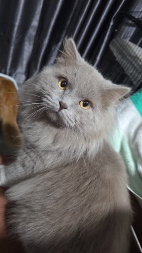 Persia Medium Male Cat