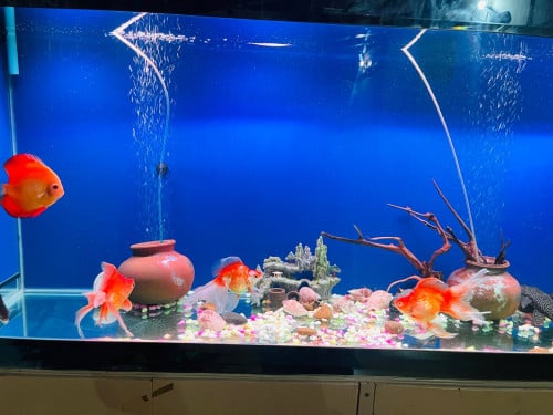 ទូរត្រី