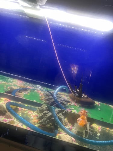 ទូរត្រី