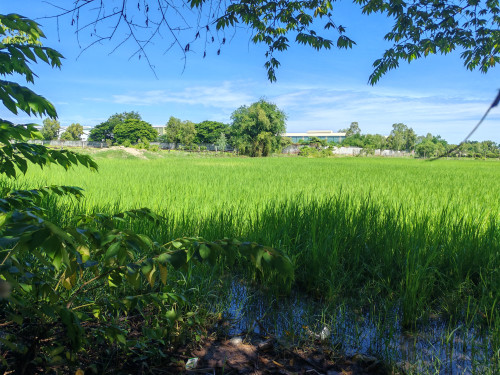 ដីលក់