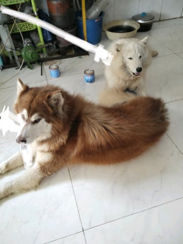 Alaska ញី Samoyed ឈ្មោល មួយគូរ