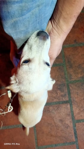 Khmer Dog