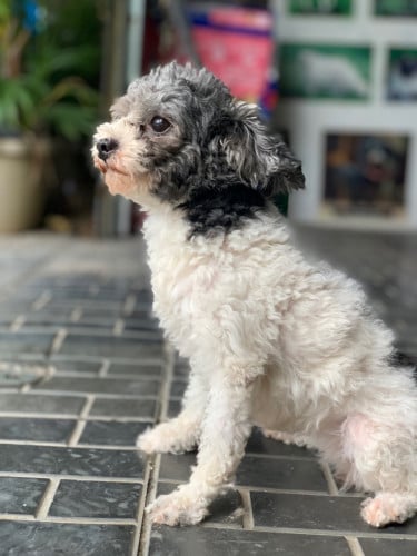 Poodle Toy