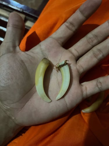 ខ្នាយជ្រូក