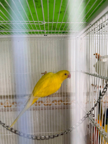 1ឆ្នាំ