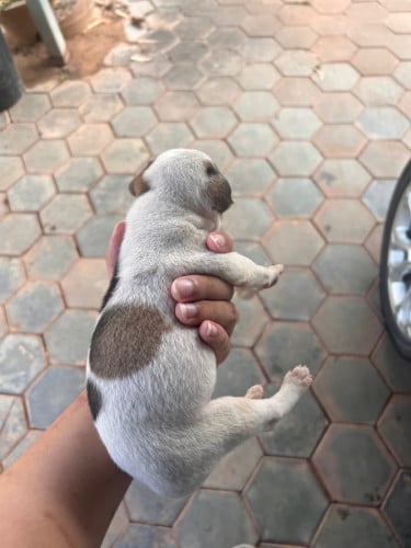 Puppy