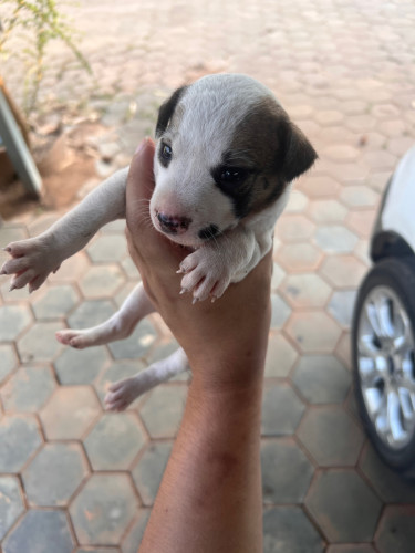 Puppy